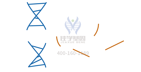 <b>【yl6809永利基因检测</b>