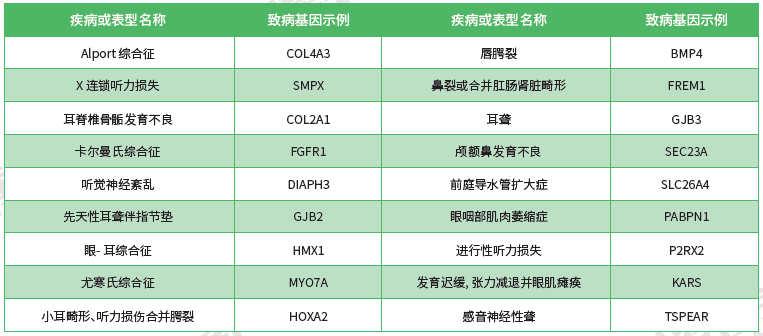 【yl6809永利基因检测】<font color='red'><font color='red'>耳鼻喉</font><font color='red'>系统</font><font color='red'>疾病</font></font>致病基因鉴定基因解码
